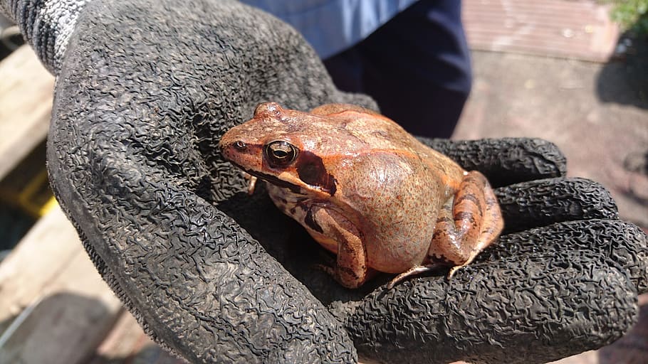 rana, inflado, naturaleza viva, mano, guante, naturaleza, anfibios, rana común, rana temporaria, animales de rusia