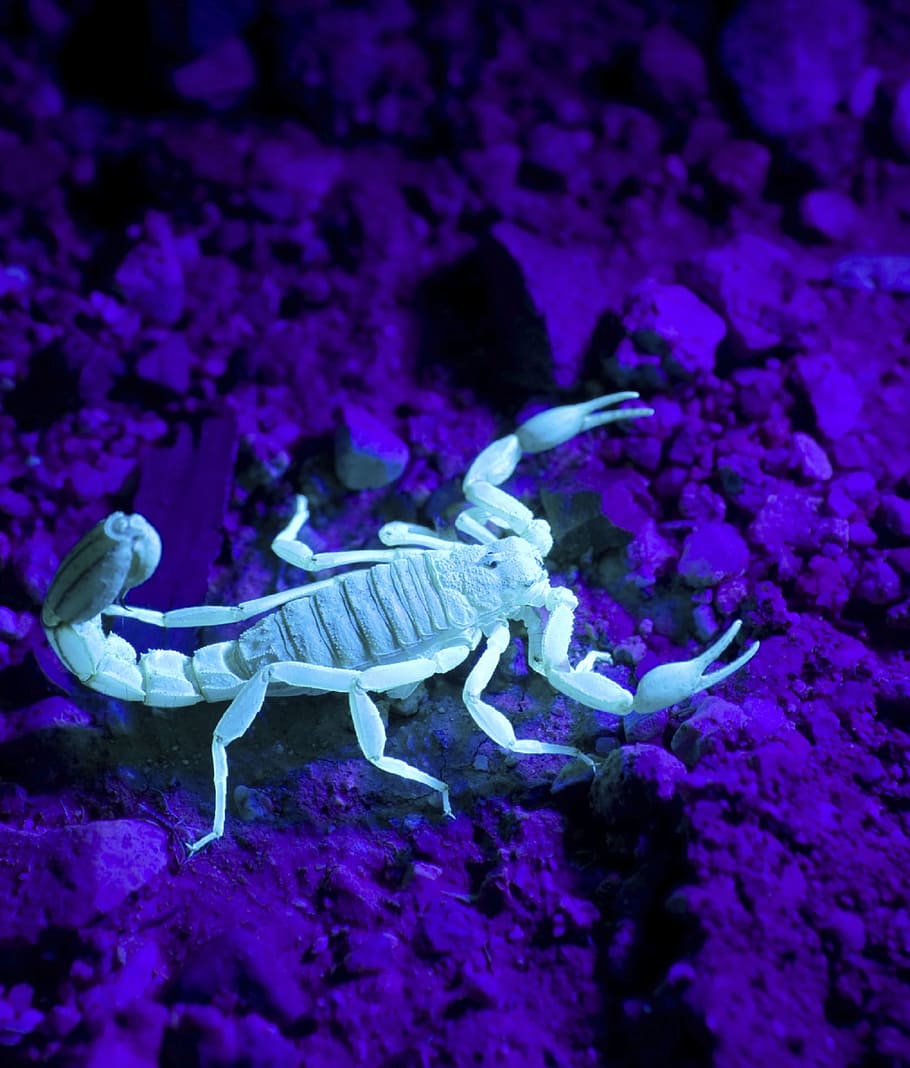 white scorpion, Scorpion, Wildlife, Wild, White, poisonous, dangerous, stinger, venom, arthropod