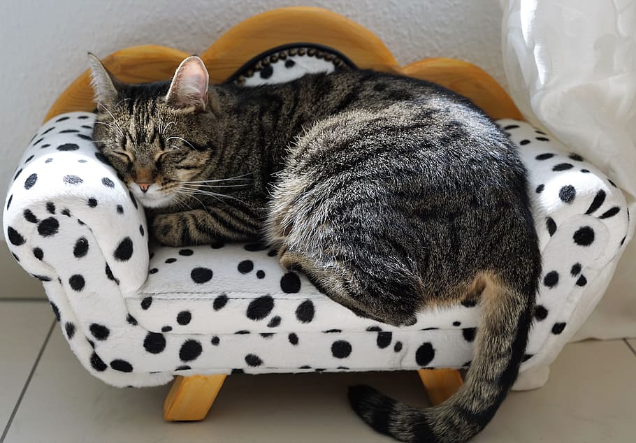 brown, tabby, cat, laying, white, black, polka-dot pet bed, brown tabby, tabby cat, black-and-white