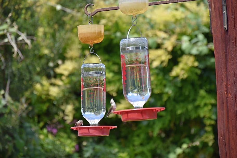 feeders, hummingbird, bird, wildlife, flying, nectar, animal, small, wing, humming