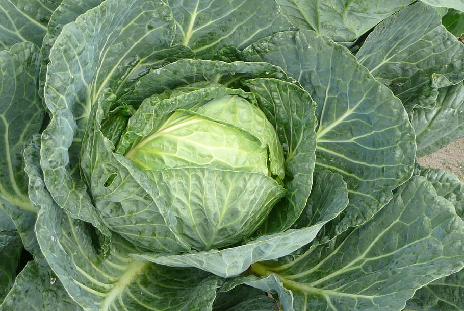 cabbage, green cabbage, vegetable, food and drink, healthy eating, freshness, green color, food, agriculture, leaf