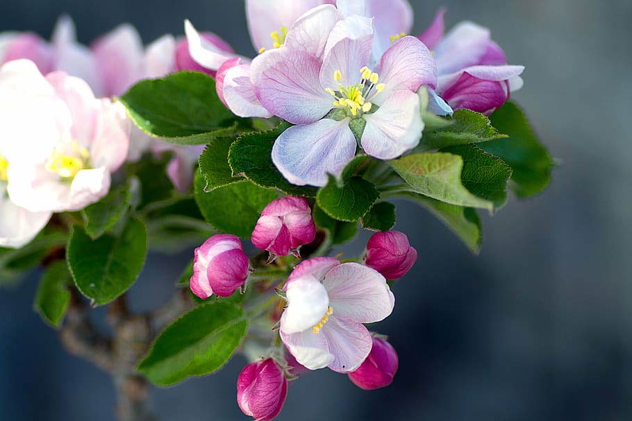 fotografi makro, merah muda, bunga petaled, apel blossom, pohon apel, bunga pohon apel, mekar, musim semi, kebun, alam