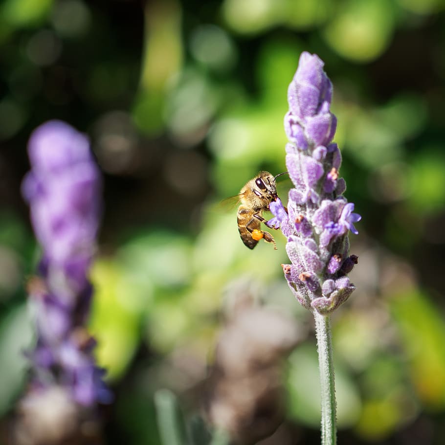lebah madu, bunga-bunga, alam, lebah, warna lembayung muda, ungu, menanam, serangga, musim panas, taman