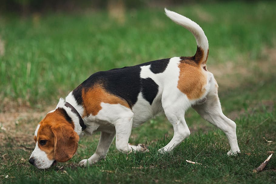 beagle, dog, hunting dog, mammal, animal themes, animal, one animal, domestic animals, grass, domestic