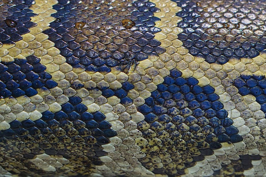 serpiente, piel de serpiente, reptil, patrón, fondo, piel, mundo animal, naturaleza, escala, textura