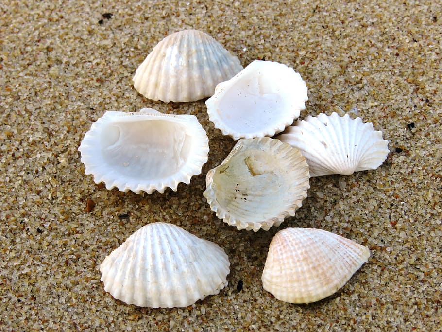 shell, beach, zoom, animal shell, land, animal wildlife, seashell, sand, animal, close-up