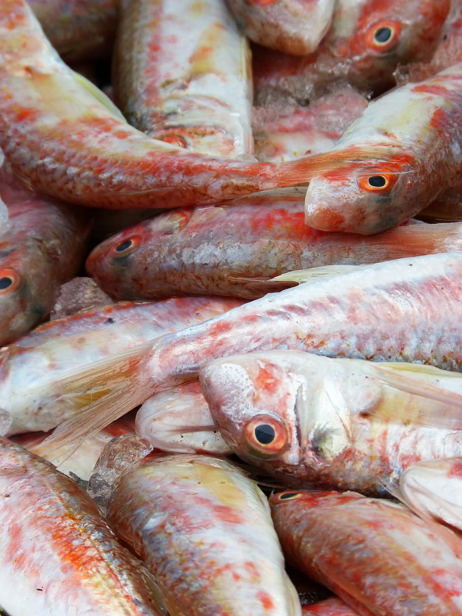 red mullet, fresh fish, mediterranean diet, molls, rogers, food and drink, food, freshness, market, for sale