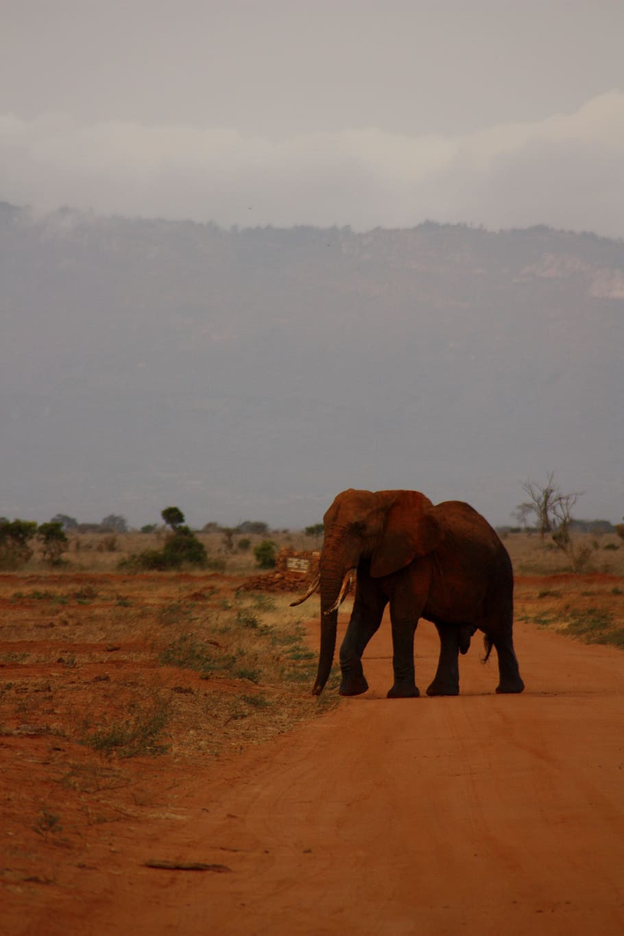 Elefante, Animal, Família, Selvagem, Mamífero, safari, áfrica, viagem, quênia, aventura