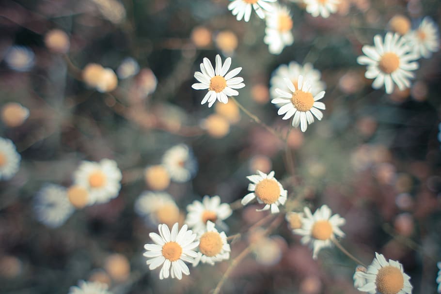 retro daisy, Retro, Daisy, flowers, grass, nature, vintage, plant, flower, close-up