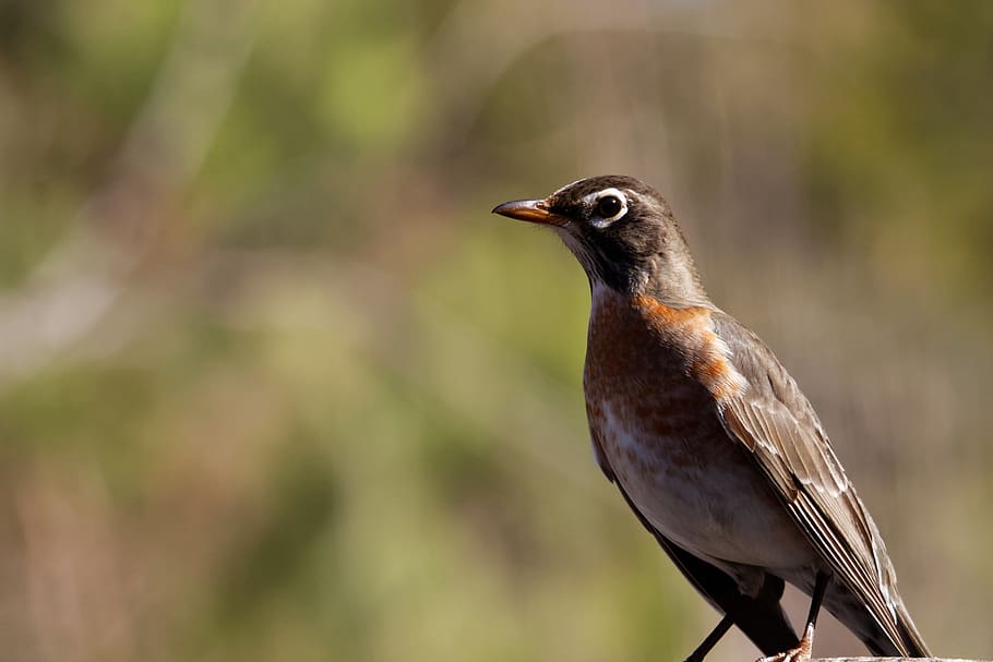 robin, juvenile, bird, wildlife, nature, baby, outdoor, young, wild, migrating