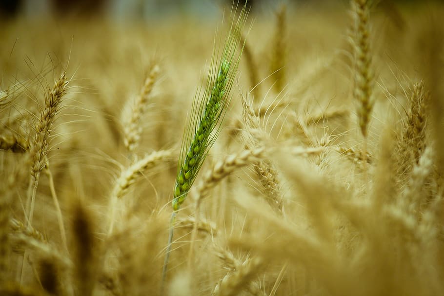 selective, focus photography, green, wheat, wheat field, daytime, cereal, straw, nature, growth