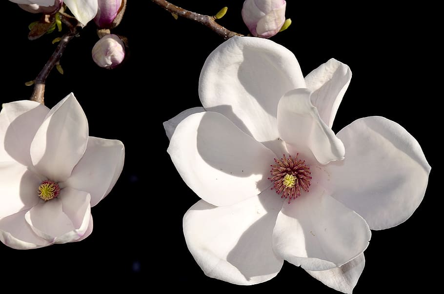 closeup, white, petaled flowers, magnolia, magnolia blossom, rose flower, bud, tulip magnolia, magnoliaceae, spring