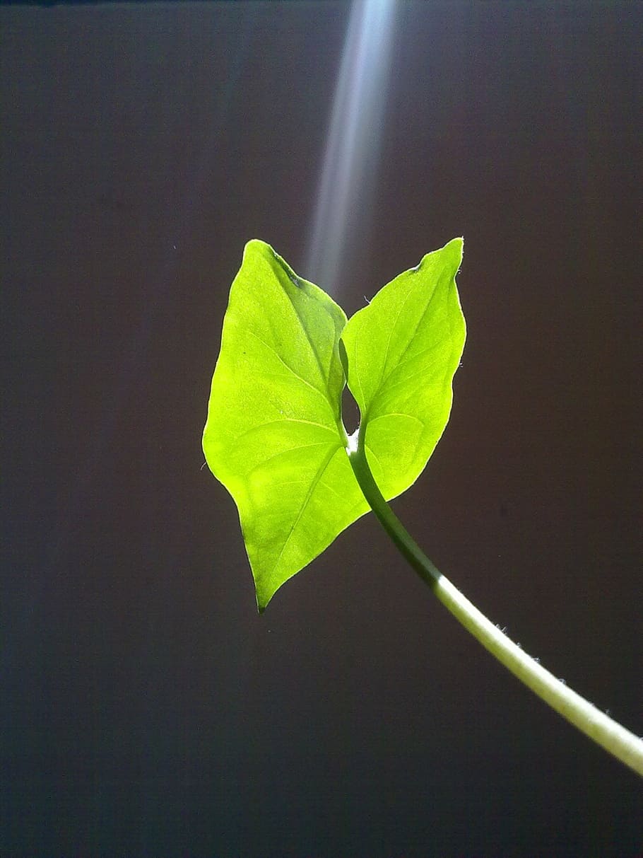 close-up photo, green, taro plant, daytime, leaf, light, ray of light, sun, plant, ray of sunshine
