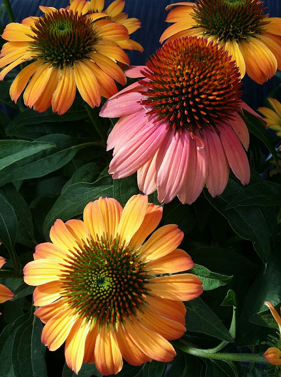 echinacea, coneflower, oranye, pink, ungu, musim panas, bunga, tanaman berbunga, daun bunga, kerapuhan