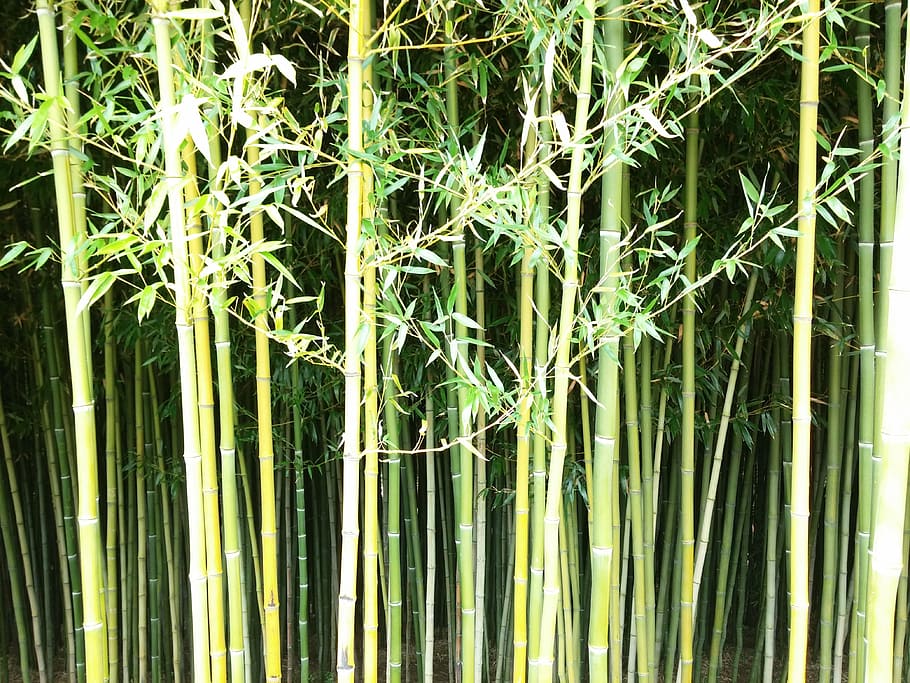 bamboo, wall, green, nature, plant, pattern, oriental, natural, growth, bamboo - plant
