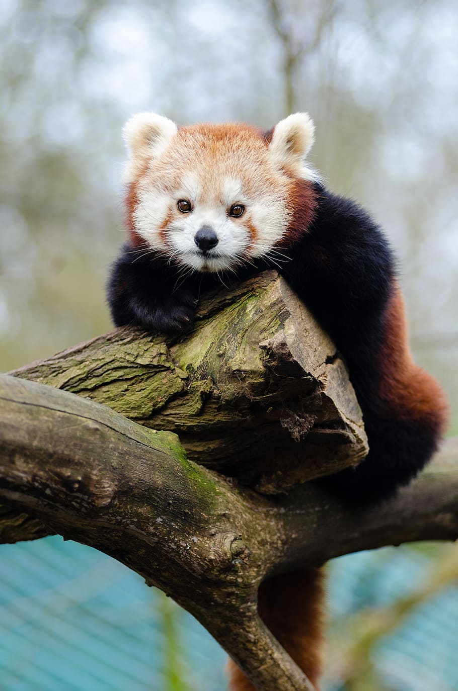 Panda Merah, panda merah di dahan, satwa liar hewan, hewan, tema hewan, satu hewan, pohon, hewan di alam liar, panda - hewan, cabang