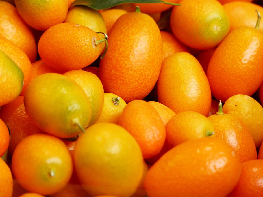 kumquats, fruits, fruit, fortunella, dwarf rind, orange, diamond green, rutaceae, pear shaped, ovoid
