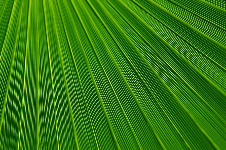 untitled, abstract, background, backgrounds, botany, color, detail, foliage, green, leaf