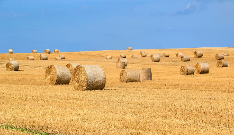 brown hay rolls, hay bales, hay, straw bales, straw, harvest, round bales, agriculture, snow, food