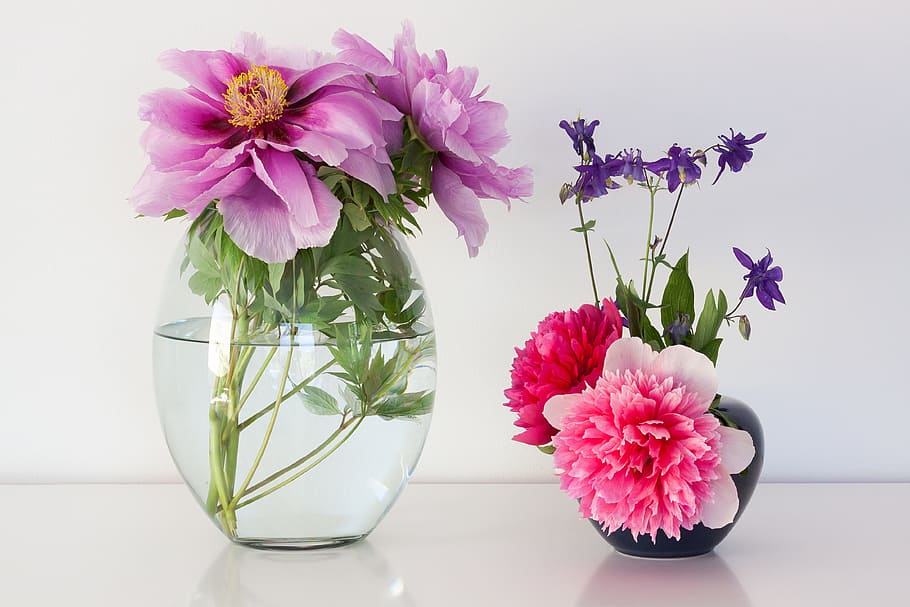 pink, purple, petal flowers, vases, flowers, peony, pentecost, nature, spring, blossom