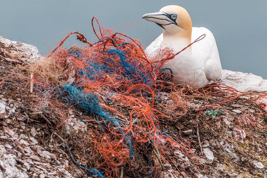 safety net, spirit network, plastic waste, marine pollution, pollution, plastic, risk, bird die, sea birds, rock breeder