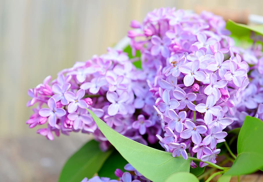 selective, focus photography, pink, cluster flowers, Lilac, Flowers, Spring, Petals, Purple, plant