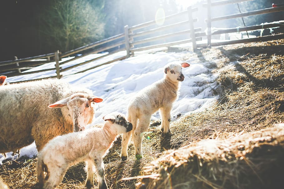 família ovelha, inverno # 2, ovelha, família, inverno, animais, criação, frio, fofo, cerca
