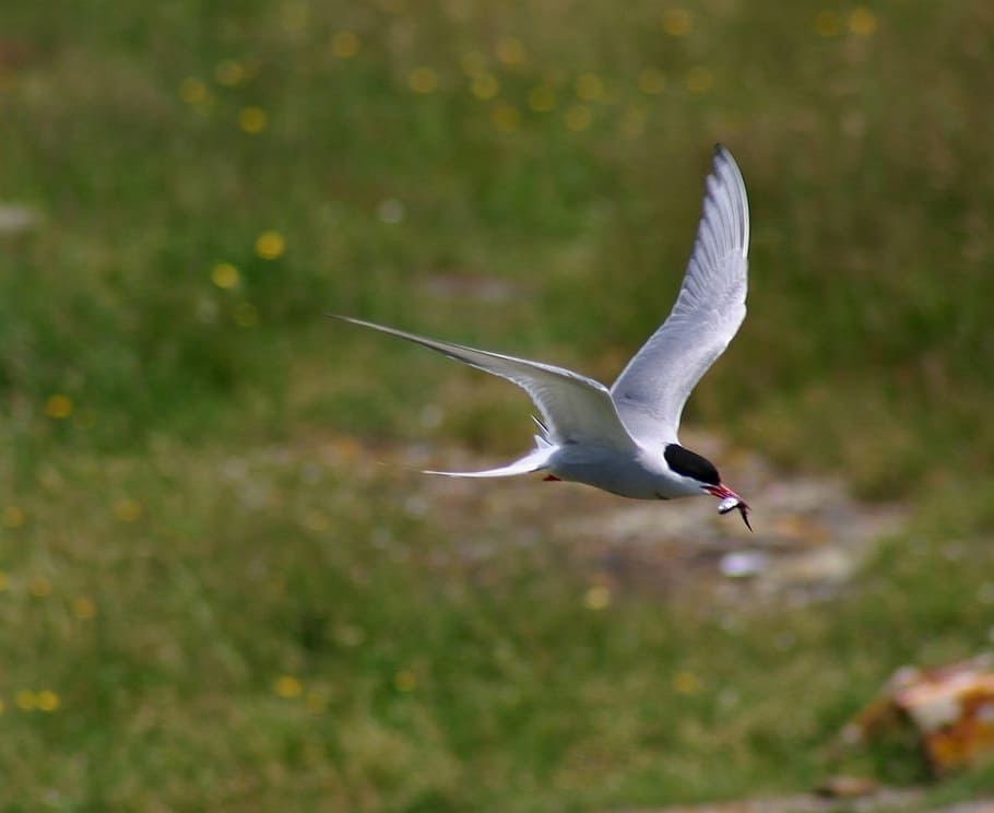 flying bird, common tern, bird, predator, prey, fish, flying, wildlife, nature, wings