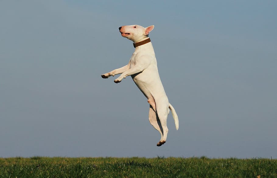 white, bull terrier, jumped, dog, training, joy, fun, dog school, mammal, animal