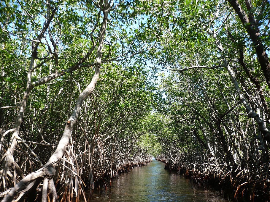 cuerpo, agua, rodeado, árboles, durante el día, manglares, Everglades, pantanos, pantano, árbol