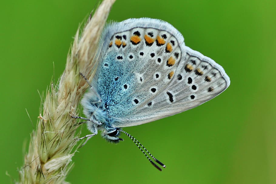 common blue, butterfly, butterflies, insect, wing, nature, summer, flight insect, close up, macro