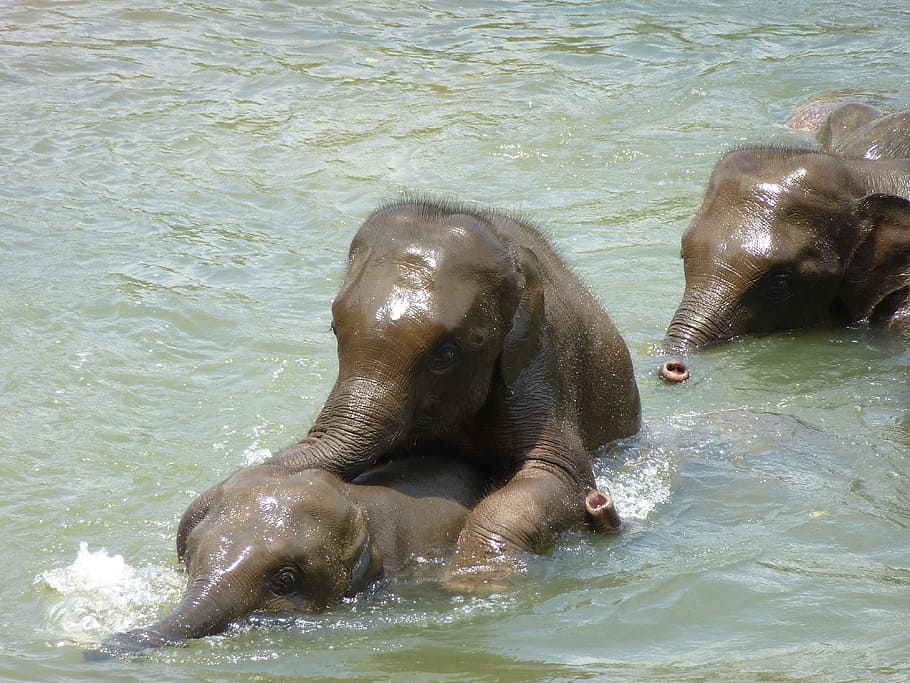 embebido, corpo, água, durante o dia, Elefante, Jovem, Elefantes, Sri Lanka, jovens elefantes, mamífero