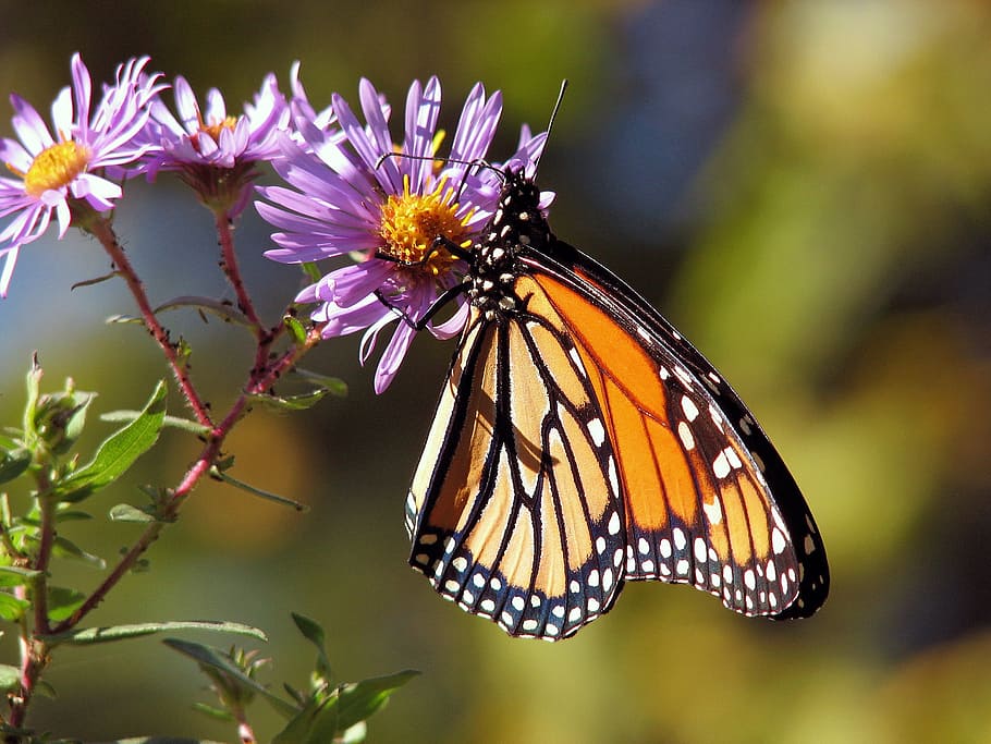 borboleta monarca, empoleirada, roxo, flor, borboleta, borboletas, monarca, inseto, insetos, bug