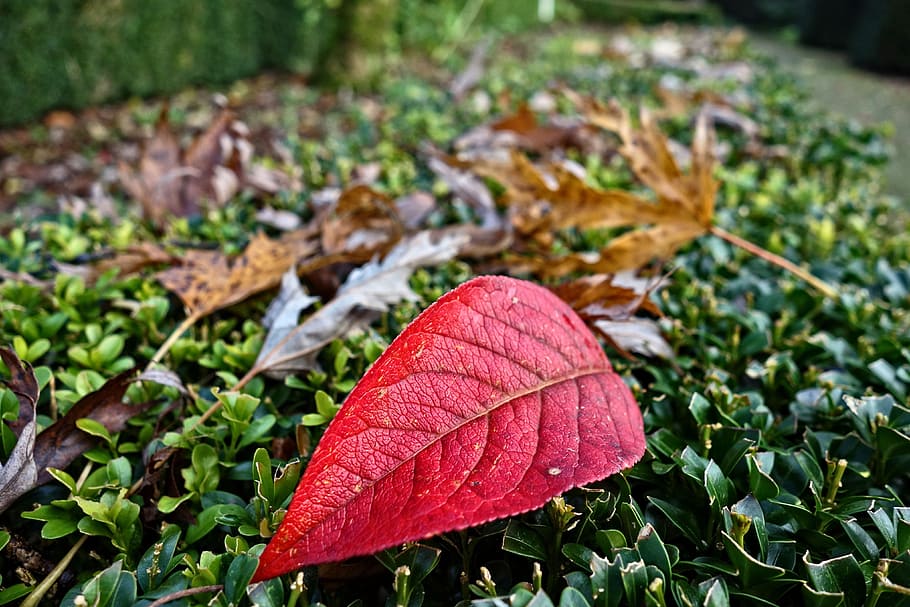 autumn leaf, fallen leaf, veins, red leaf, seasonal, november, hedge, clipped hedge, garden, leaf
