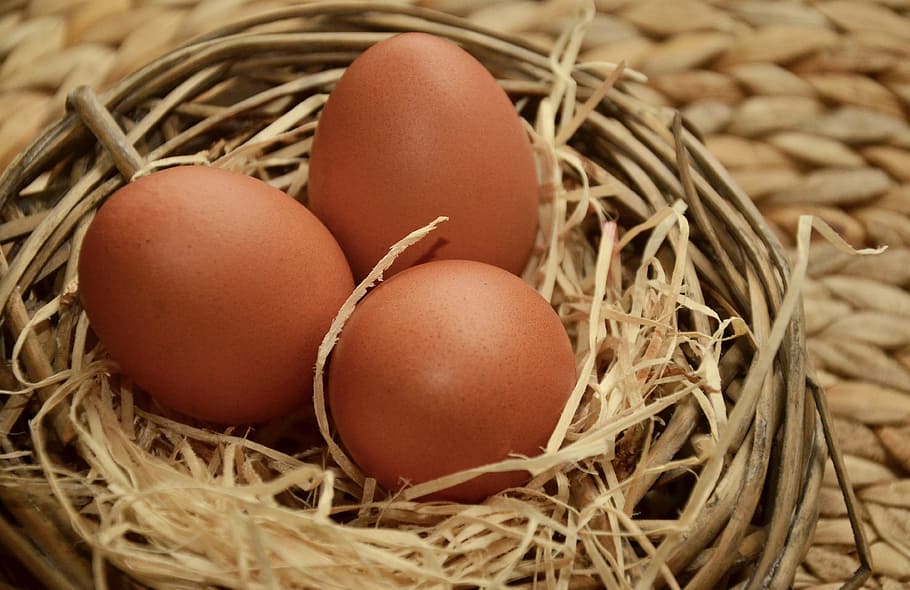 three, brown, eggs, nest, egg, brown eggs, of course, wood wool, hen's egg, nutrition