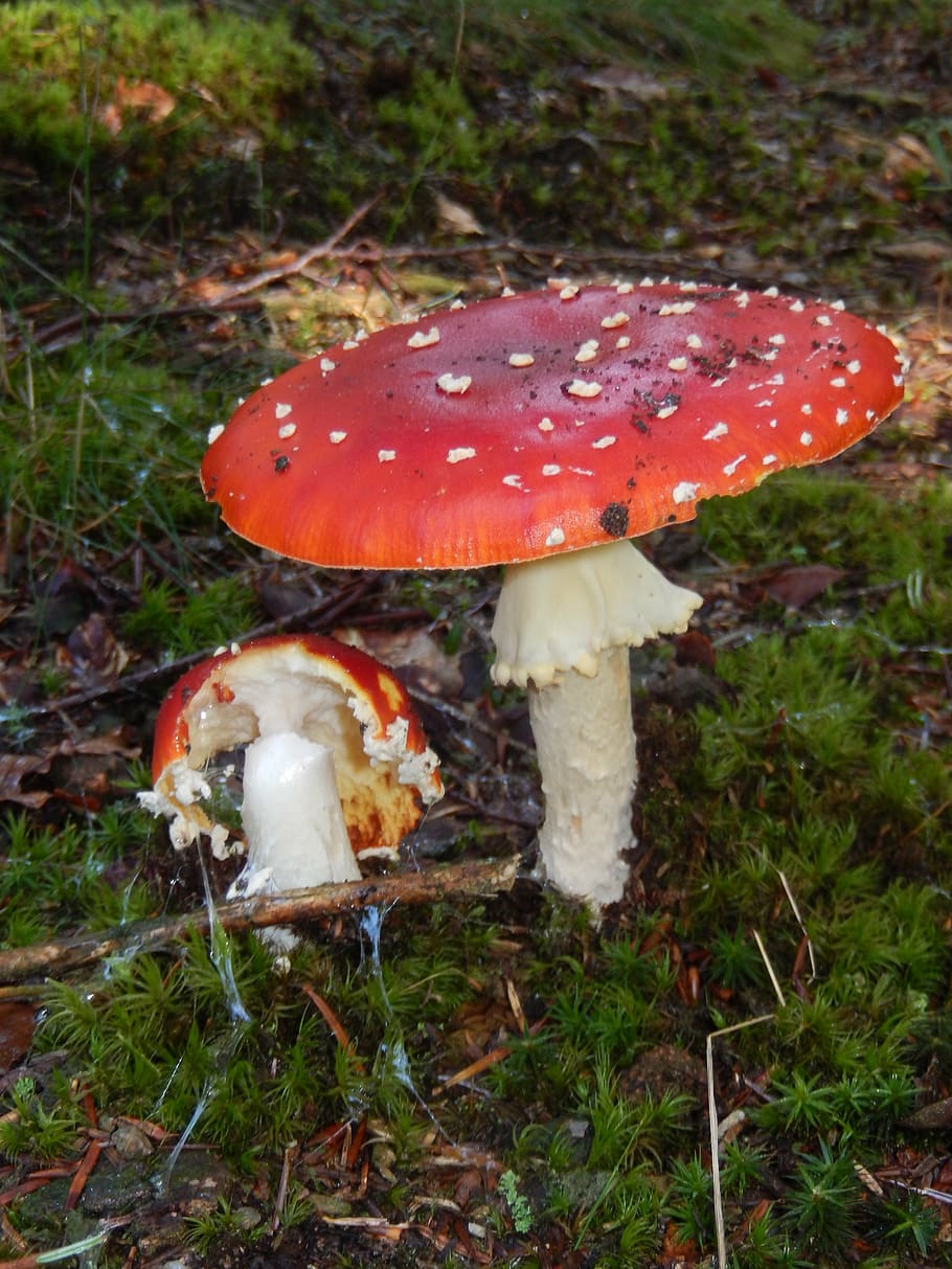 jamur, jamur beracun, amanita membunuh lalat, musim gugur, alam, hutan, close-up, musim, beracun, Zat beracun