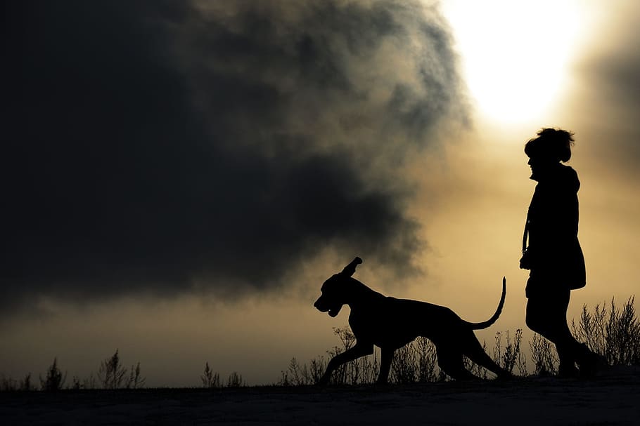 cachorro, pessoa, Caminhando, silhueta, homem e cachorro, Dogue alemão, um animal, céu, mamífero, vista lateral