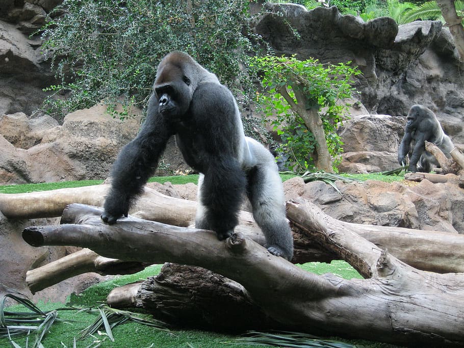 two, gray, gorillas, tree, daytime, Gorilla, Ape, Primate, Imposing, Grim
