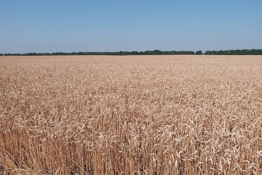 gandum, ladang, pertanian, lanskap, lapangan, tanaman sereal, langit, pemandangan pedesaan, tanah, tanaman