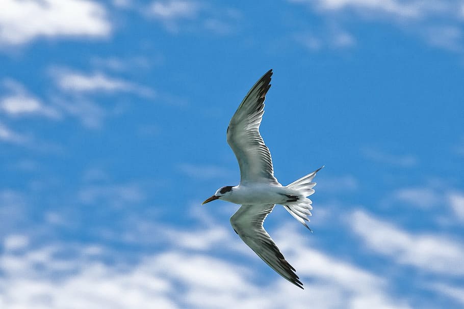 bird, common tern, flight, sky, widi islands, halmahera, indonesia, one animal, flying, animals in the wild