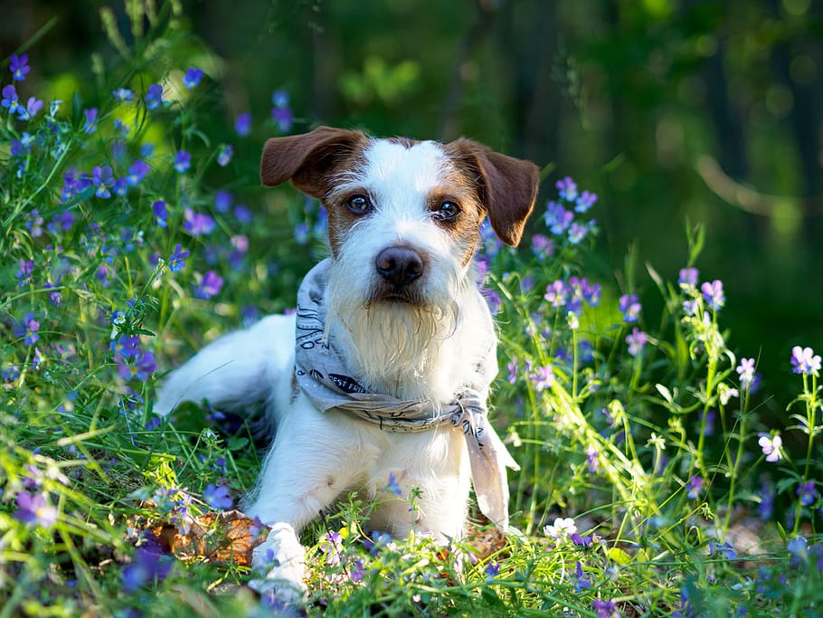 dog, kromfohrländer, kromfohrlander, companion dog, dog breed, summer, flower, portrait, pet, domestic