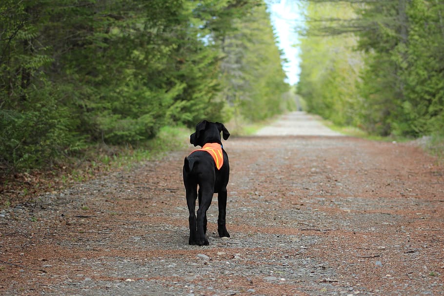 puppy, black, dog, hunting, safety vest, animal, pet, cute, happy, trail