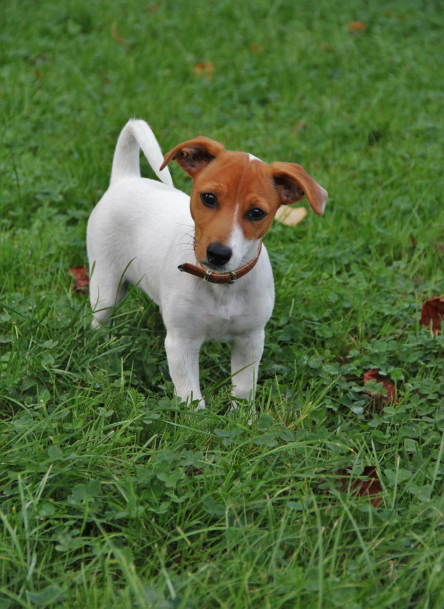 jack-russel puppy, dog puppy, quite young, small dog, animal photo, cute, pet, puppy, snapshot, jack russel