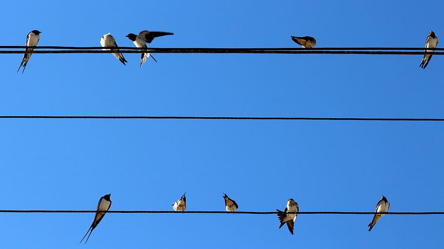 flock, swallows perching, cable wire, daytime, Swallows, cable, wire, swallow, birds, stol