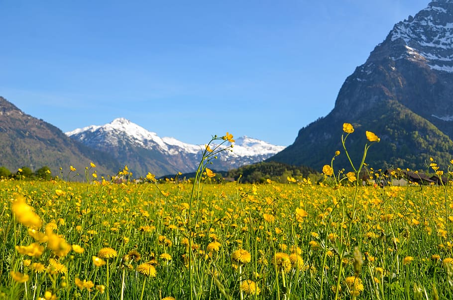 春, グラールス, 春の牧草地, 花, 山, 高山, スイス, 風景, 開花植物, 自然の美しさ