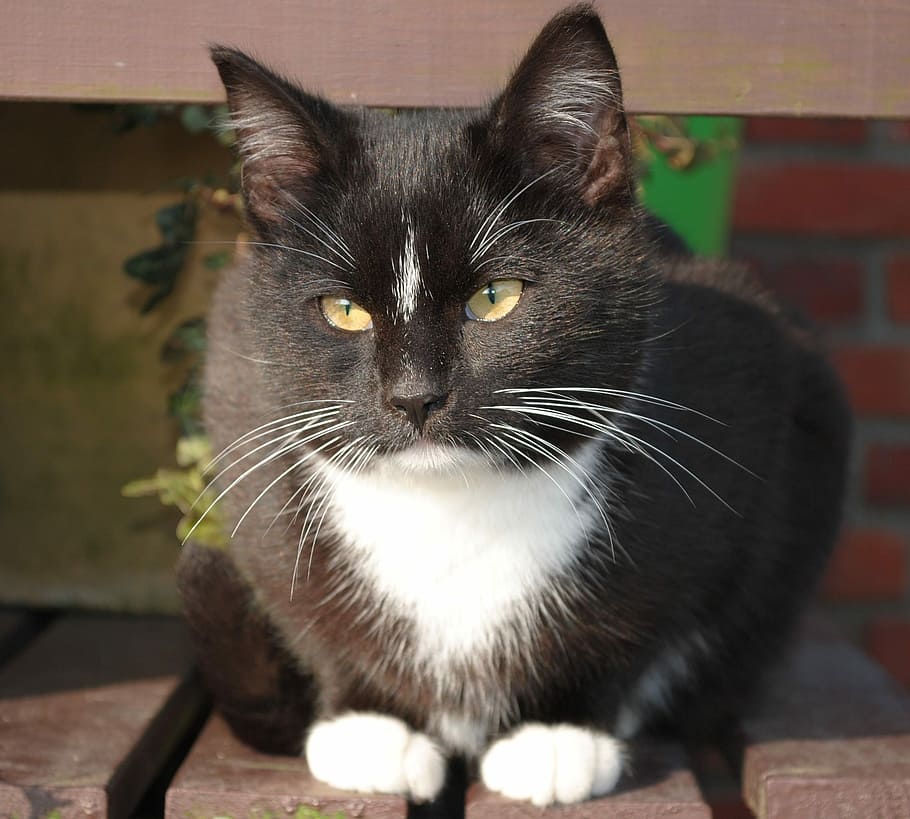 tuxedo cat, lying, brown, surface, Kitten, Small, Black And White, White, Cat, small cat, cat