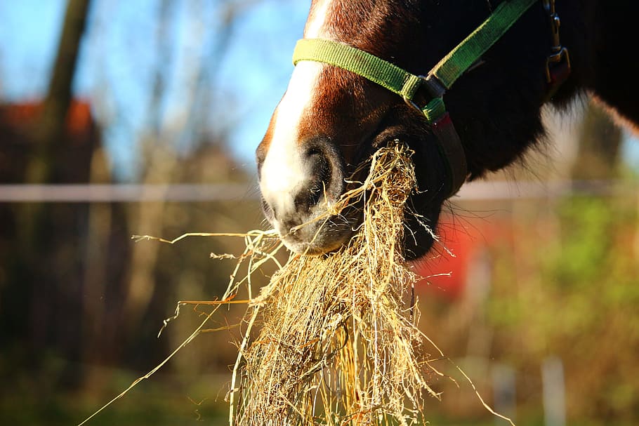horse, eating, hay, daytime, foal, brown, foot, eat, brown mold, thoroughbred arabian