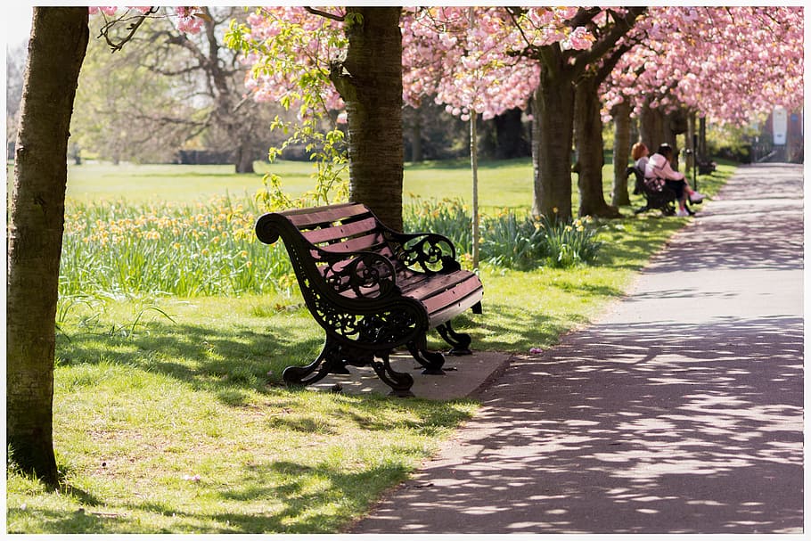 black, metal bench, road, park, bench, nature, spring, blossom, outdoor, sitting