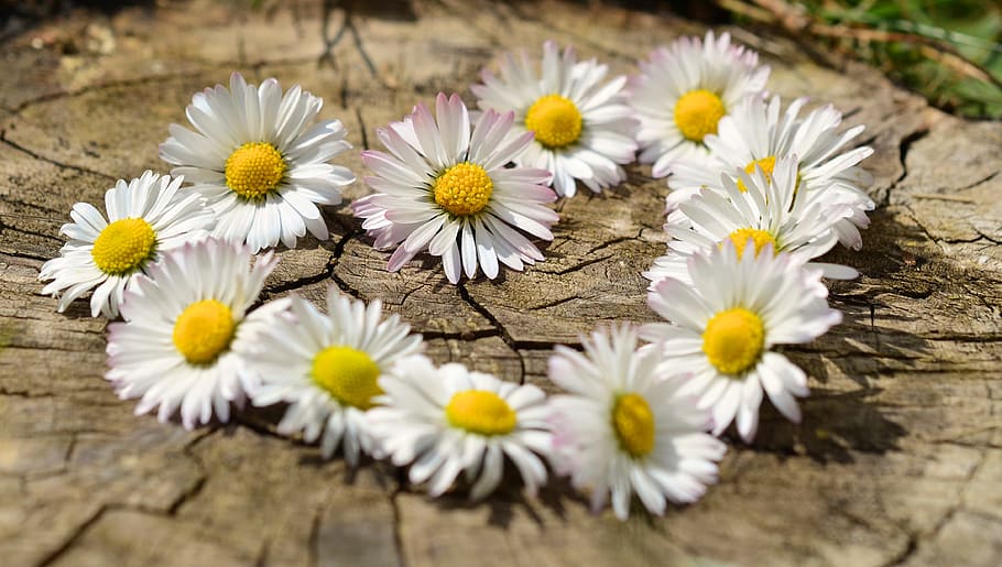 flores de margarita blanca y amarilla, margarita, corazón, flores, corazón de flores, primavera, en forma de corazón, amor, jardín, blanco