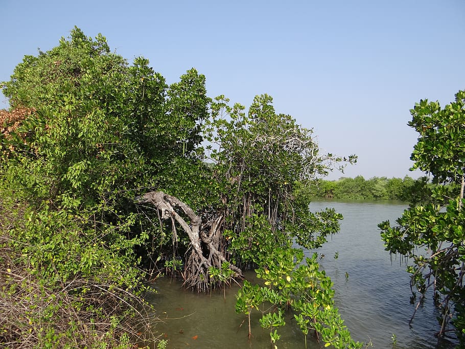 manglares, vegetación, estuario, aguas estancadas, entrada de mareas, agua salobre, aghanashini, río, naturaleza, tropical